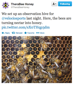 Observation hive (photo courtesy of Martha Van Inwegen)